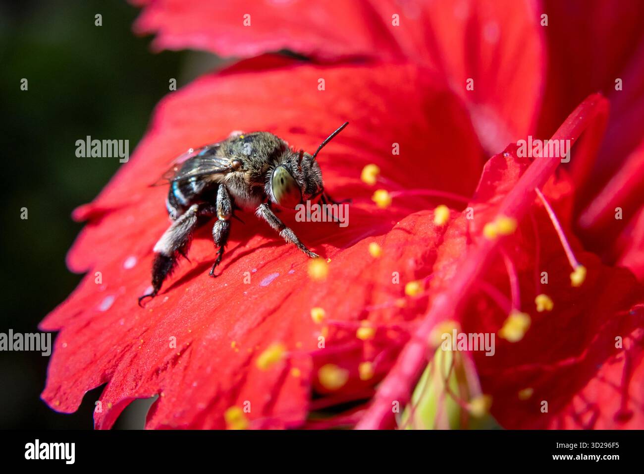 Primo piano di una bella ape blu dagli occhi grandi su un fiore rosso brillante. Api e fiori feroci e affascinanti. Un'ape del genere Amegilla, che è distingu Foto Stock