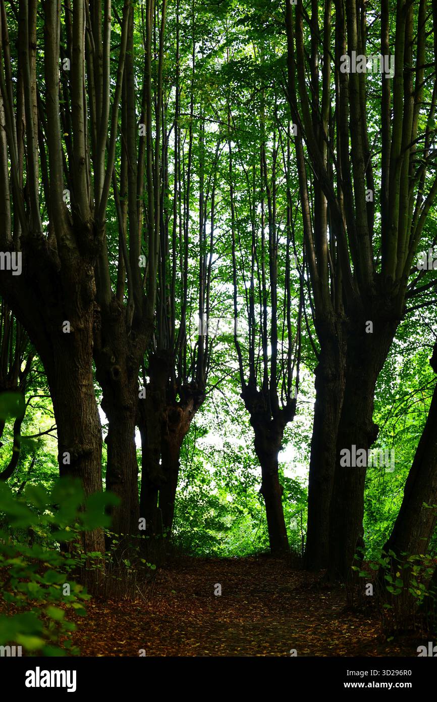 La torreggiante foresta nera e verde Valle degli Elfi a Gdańsk Foto Stock