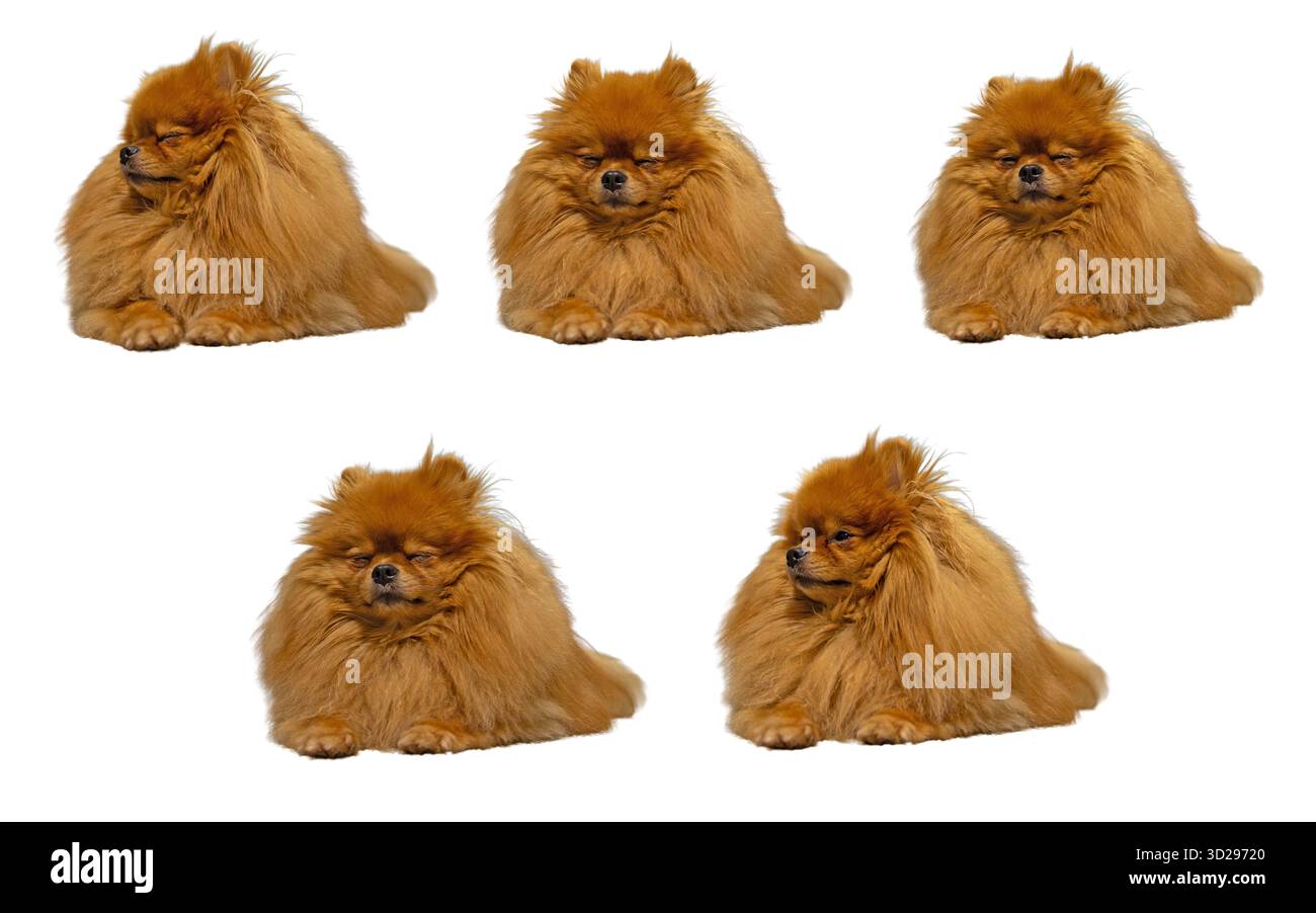 Un collage di cinque identici, carini, morbidi cani di Pomerania arancione o in miniatura Spitz con pelliccia spessa, seduti e dall'aspetto sonnolenti, isolati su un bianco pulito Foto Stock