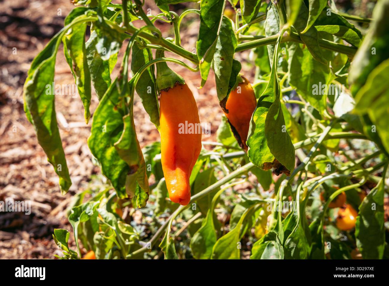 Peperoni su un campo nella città di Sotira, quartiere Famagosta nel paese isola di Cipro Foto Stock