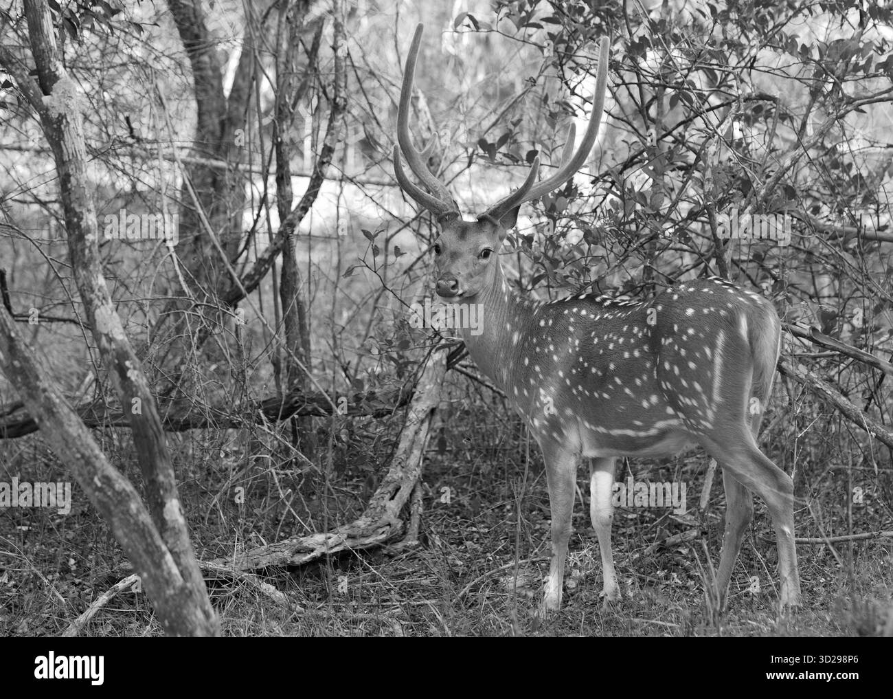 Un cervo maculato in piedi nel Bush nel Parco Nazionale di Yala nello Sri Lanka - in bianco e nero Foto Stock