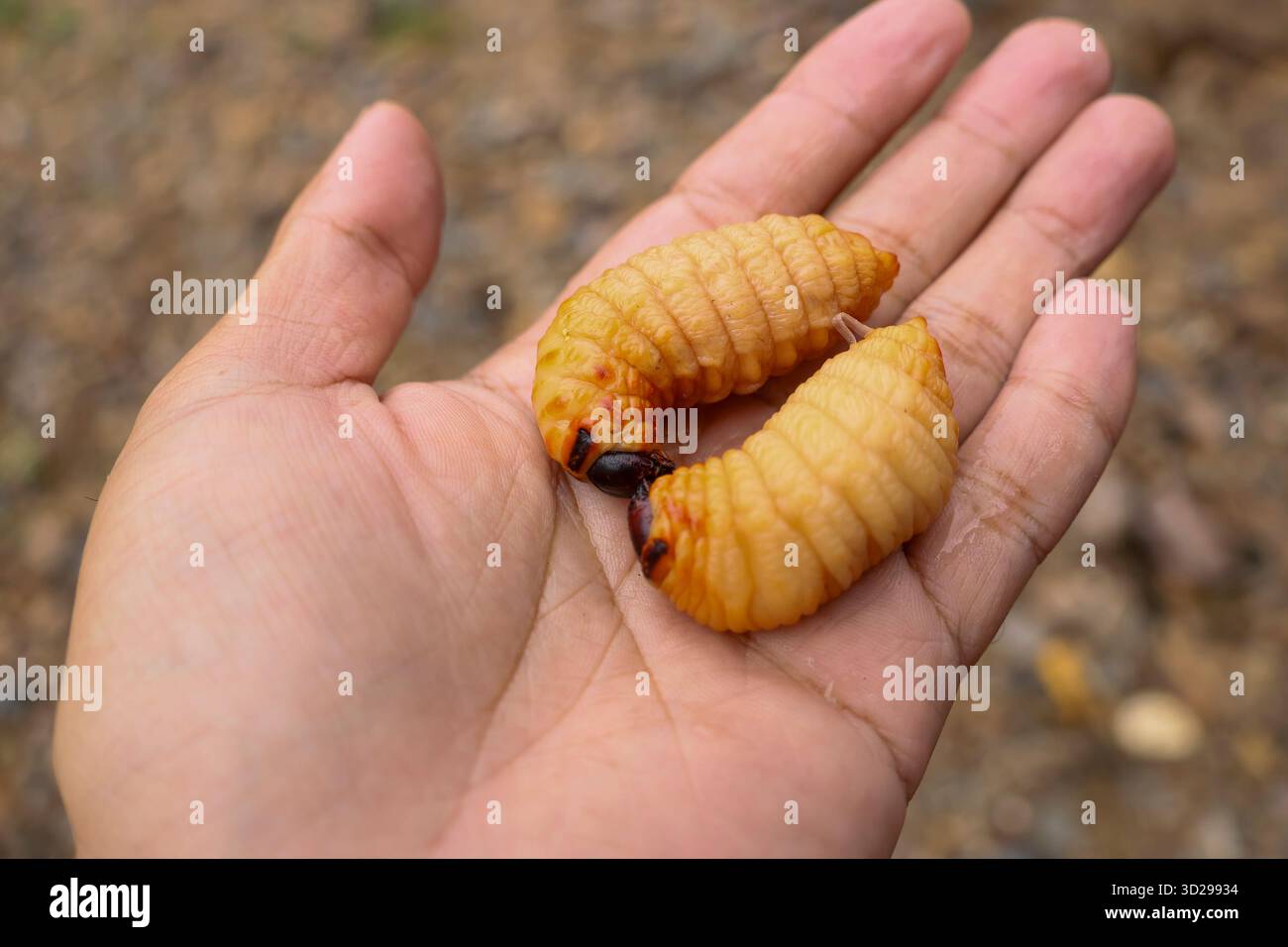 Un weevil grasso nelle mani di un giardiniere. Uno scarabeo con vari nomi: Palma rossa weevil, palma rossa weevil, palma asiatica weevil, Sago palm weevil. Foto Stock