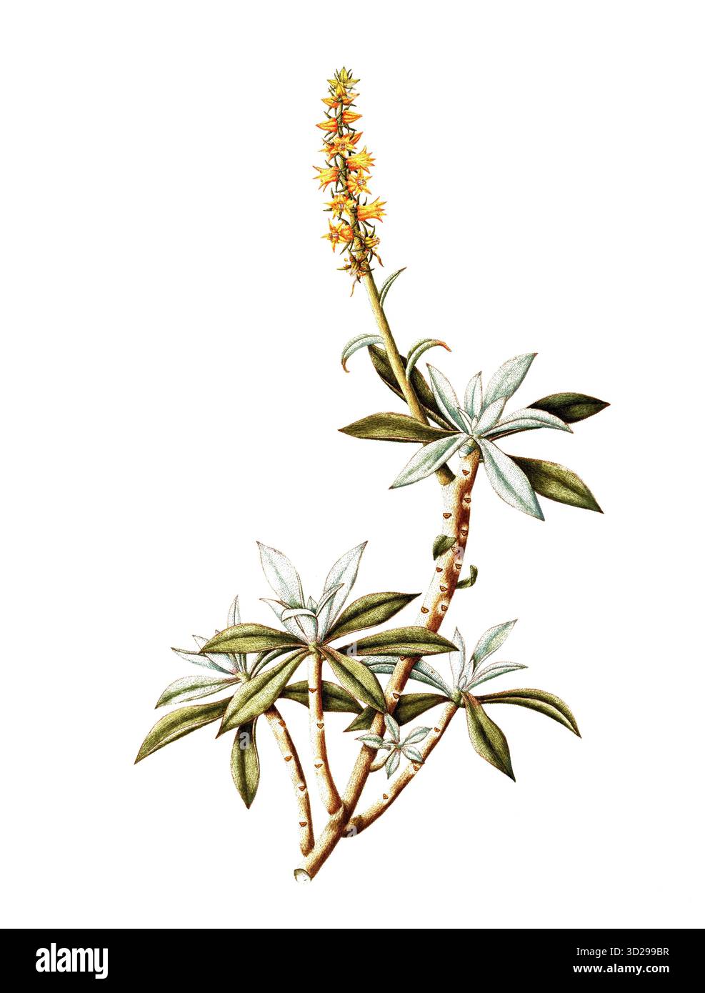 Cotyledon coccinea, Crassulaceae, , illustrazione di Angela Rossi Bottione, acquerello, 1812-1837, Historisch, digital restaurierte Reproduktion von e Foto Stock