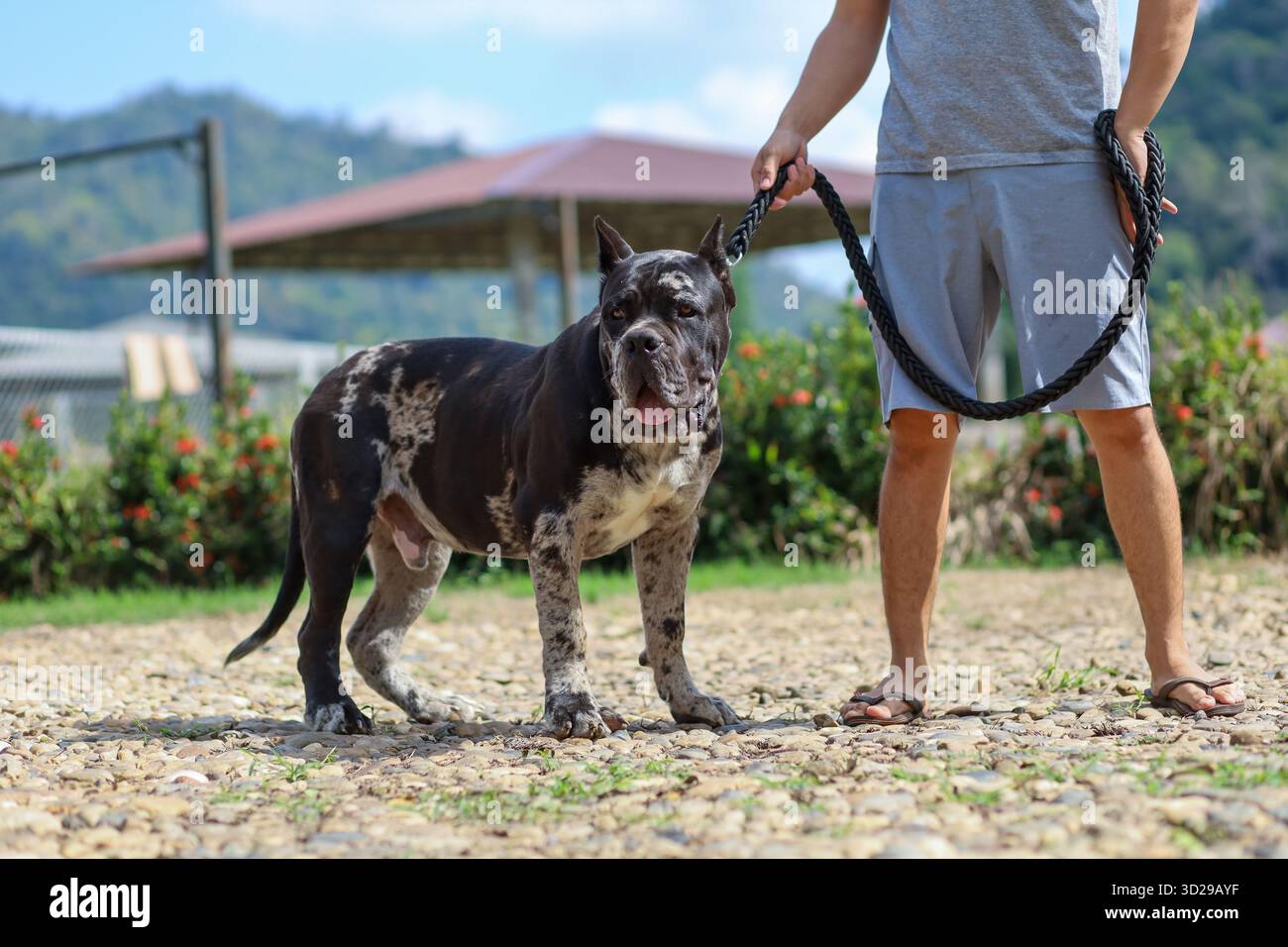 Un giovane Mastiff nordamericano, un grande, bello, di colore scuro e maculato. Il proprietario sta mostrando un bellissimo ibrido pitbull americano. Foto Stock