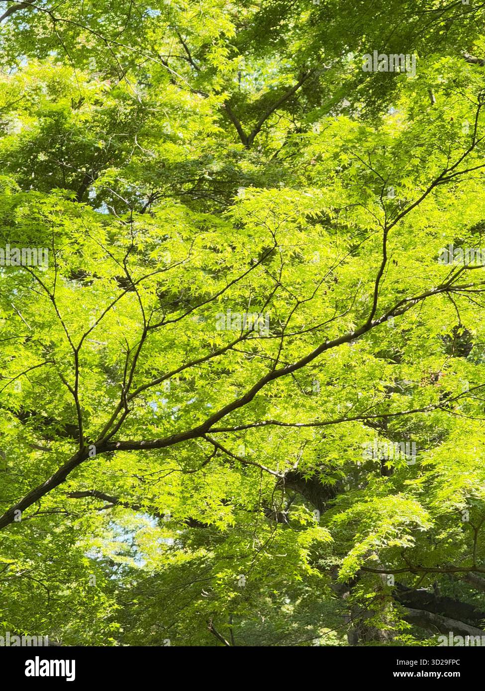 Questa foto è stata scattata nel Giardino Nazionale Imperiale di Tokyo in Giappone. Un parco fantastico dove passeggiare e vedere il passato e i tempi moderni. - Immagine stock catturata con smartphone