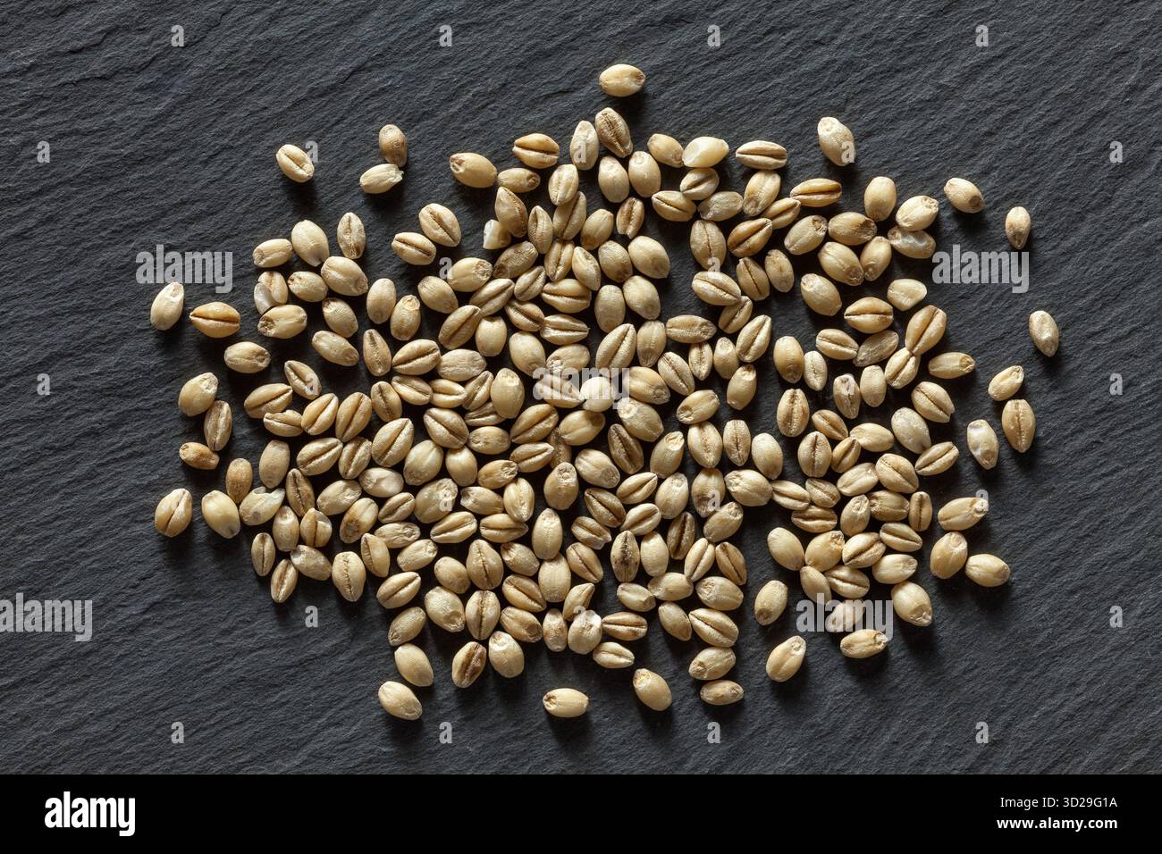 Grani d'orzo dorati sparsi su uno sfondo di ardesia scura. Ideale per immagini su nutrizione, agricoltura, estrazione e fotografia di alimenti a base di cereali. Foto Stock