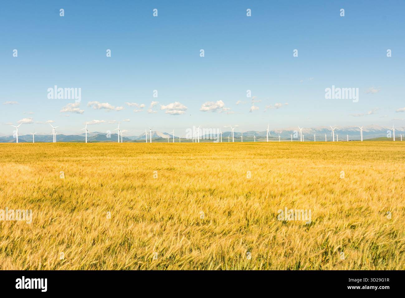 Campo di grano dorato sotto un cielo blu con turbine eoliche in lontananza. Pincher Creek, Alberta Foto Stock