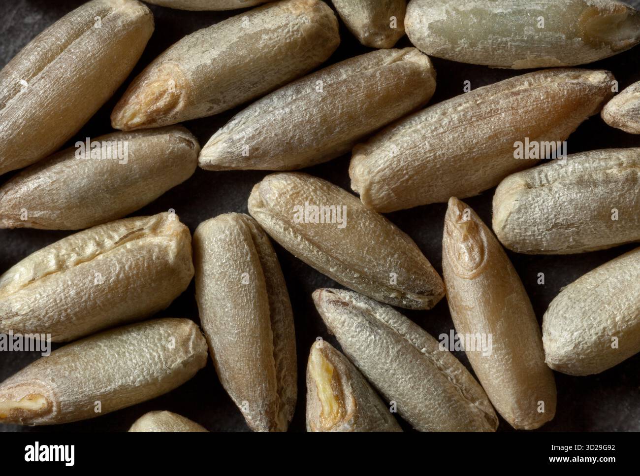 Primo piano estremo di chicchi di segale interi con superficie fibrosa e lucentezza naturale. Ideale per immagini macro-food e temi di cottura o nutrizione. Foto Stock