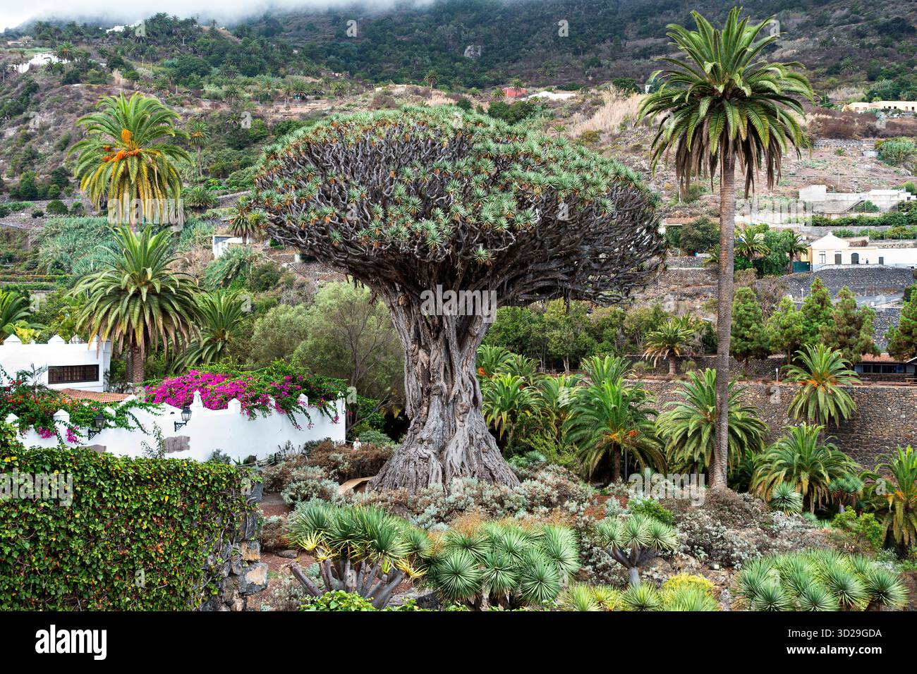 Icod de los Vinos, Tenerife, Spagna: L'albero del drago Foto Stock