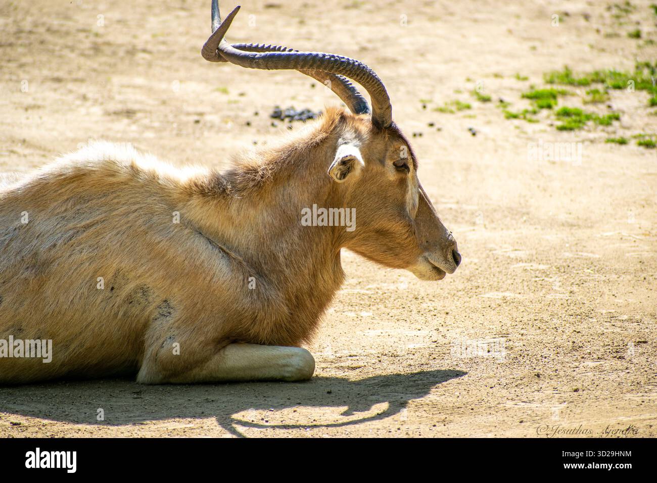 Addax antilope (Addax nasomaculatus) , un antilope africano. Specie a rischio che vivono nel deserto sahariano. Foto Stock