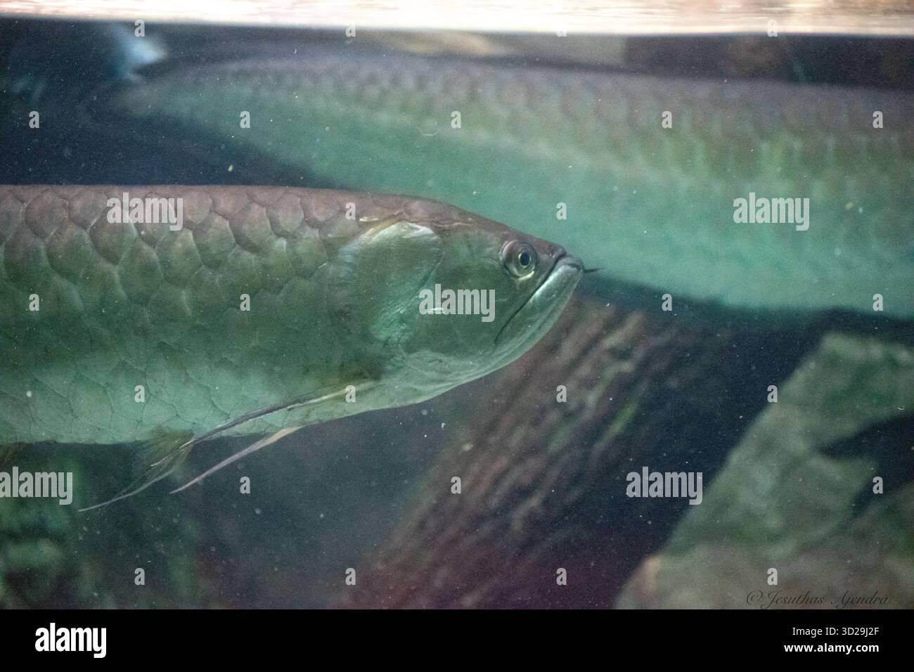 Arowana (Osteoglossum bicirrhosum), un pesce d'acqua dolce sudamericano. Foto Stock