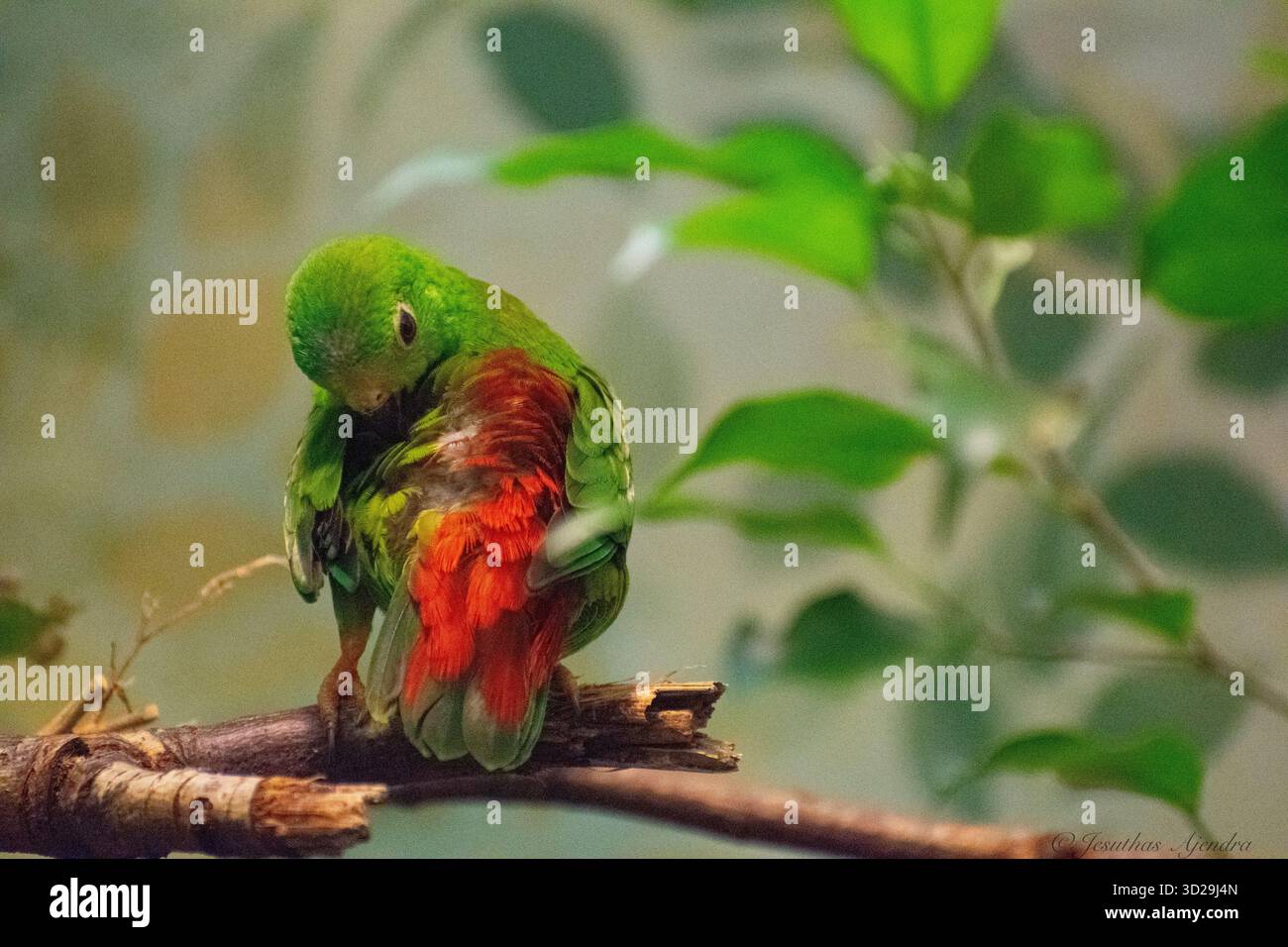 Il pappagallo sospeso dalla corona blu (Loriculus galgulus) è una specie di pappagallo endemica del sud-est asiatico. Foto Stock