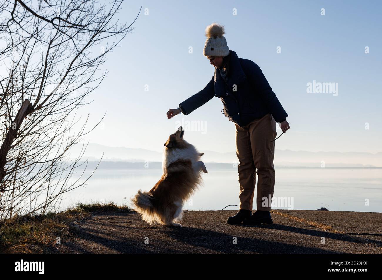 Una donna regala una delizia a un morbido cane riparato che si equilibra sulle sue gambe posteriori vicino a un lago calmo. Il basso sole invernale crea ombre lunghe e una luce delicata. Foto Stock