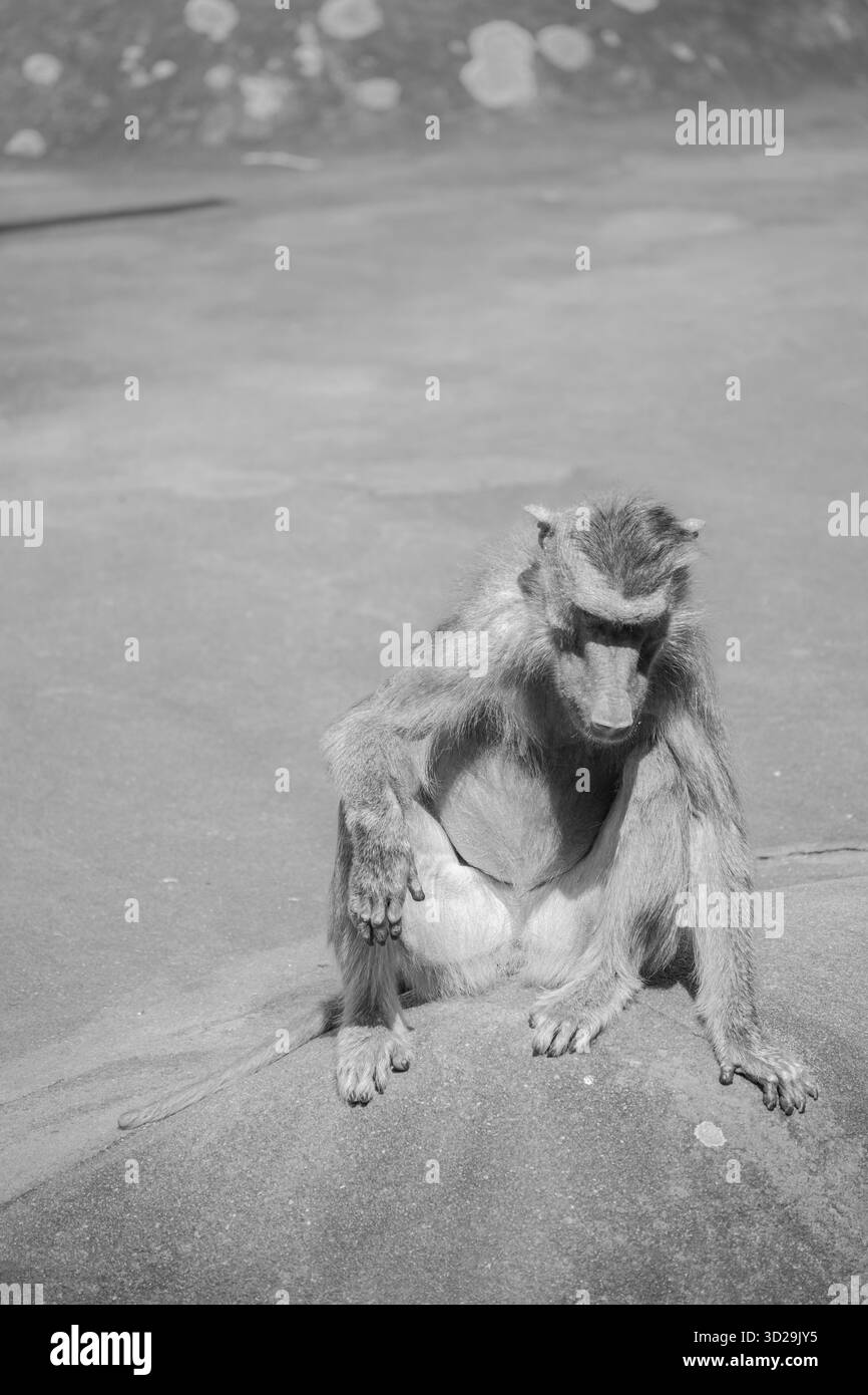 Il babbuino Hamadryas, che mostra i suoi canini. Fotografato in uno zoo. Foto in bianco e nero. Foto Stock