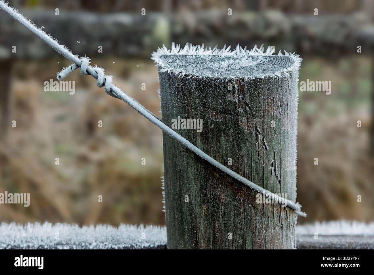 Un palo di legno ricoperto di gelo sorge in mezzo a un paesaggio rurale freddo. Nella luce soffusa del mattino brillano sulla superficie dei cristalli di ghiaccio, creando un Foto Stock