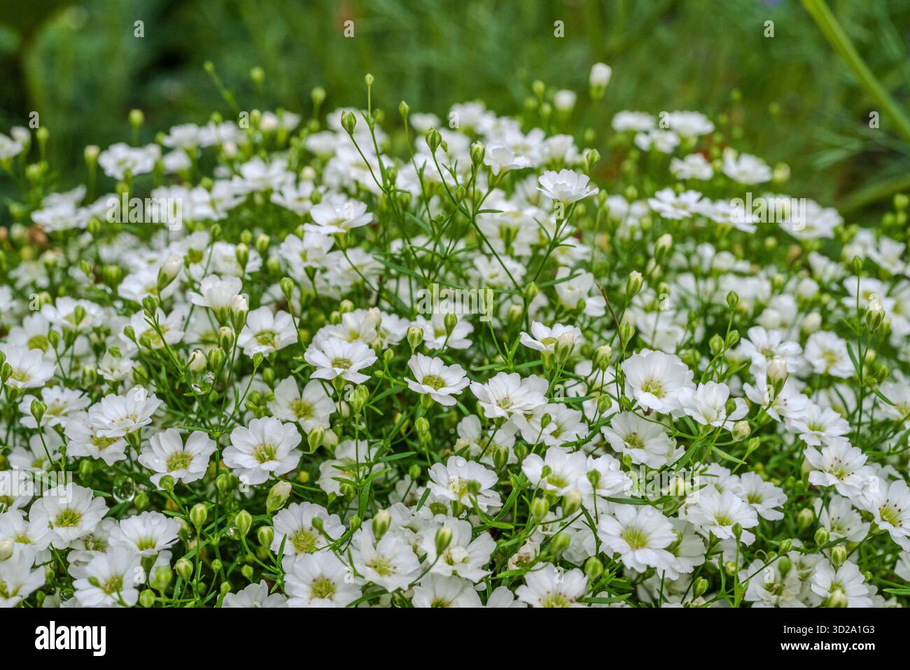 Primo piano di un delicato gruppo di piccoli fiori bianchi (Gypsophila elegans) Foto Stock