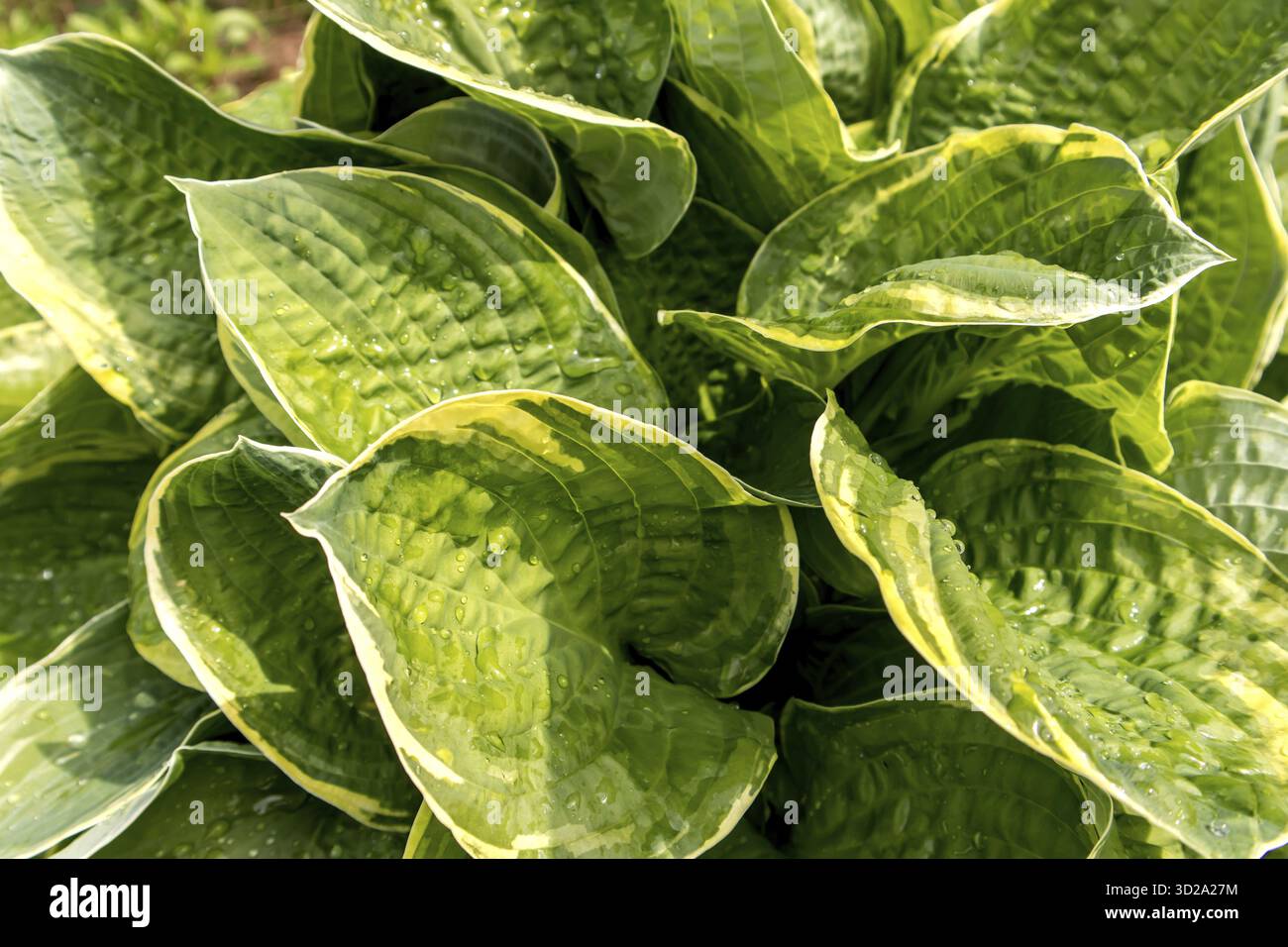 Grandi foglie di ostas gialli verdi alla luce del sole. sfondo naturale Foto Stock