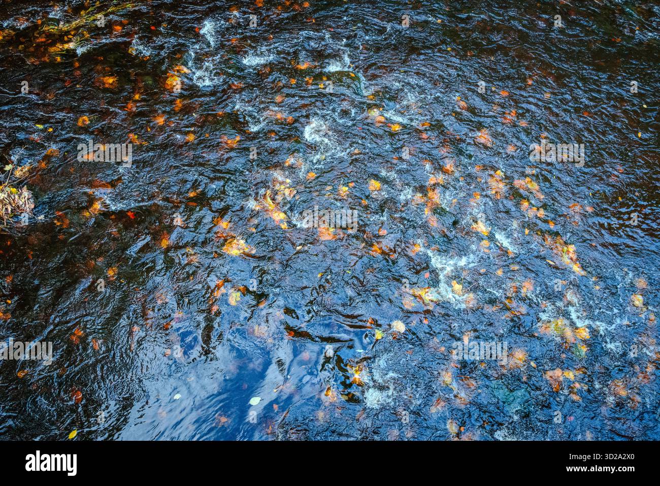 Ruscello autunnale poco profondo e scorrevole con acqua increspata che rivela foglie cadute sotto la superficie, creando una texture e un movimento naturali ricchi Foto Stock