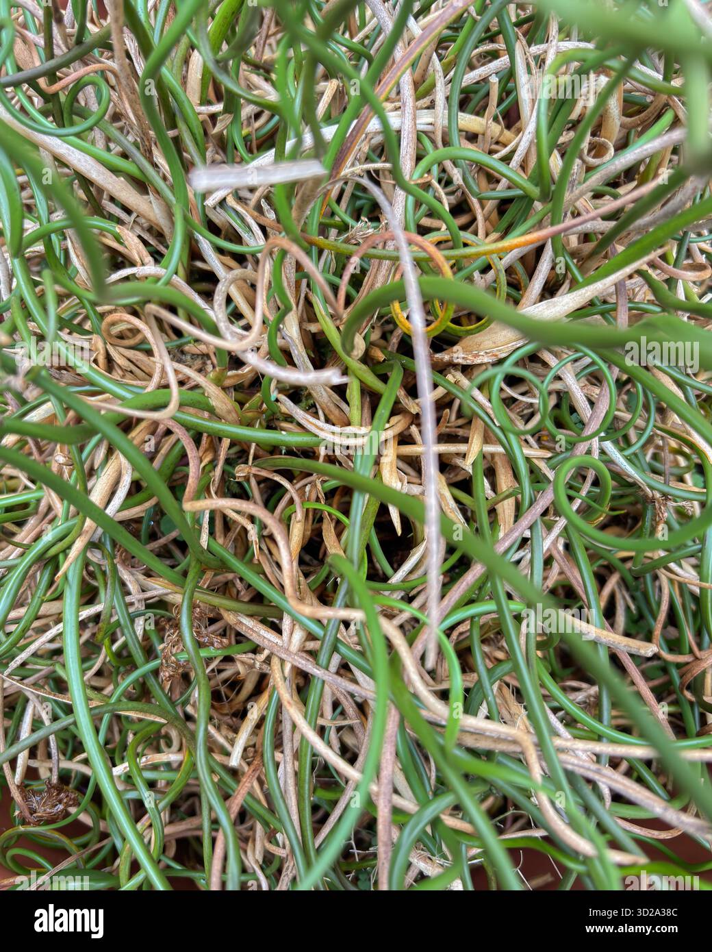 Juncus effusus f.spiralis,corsa del cavatappi,una forma a spirale di corsa morbida britannica,prospera in condizioni di bagnato.pianta marginale dando consistenza e interesse visivo. Foto Stock
