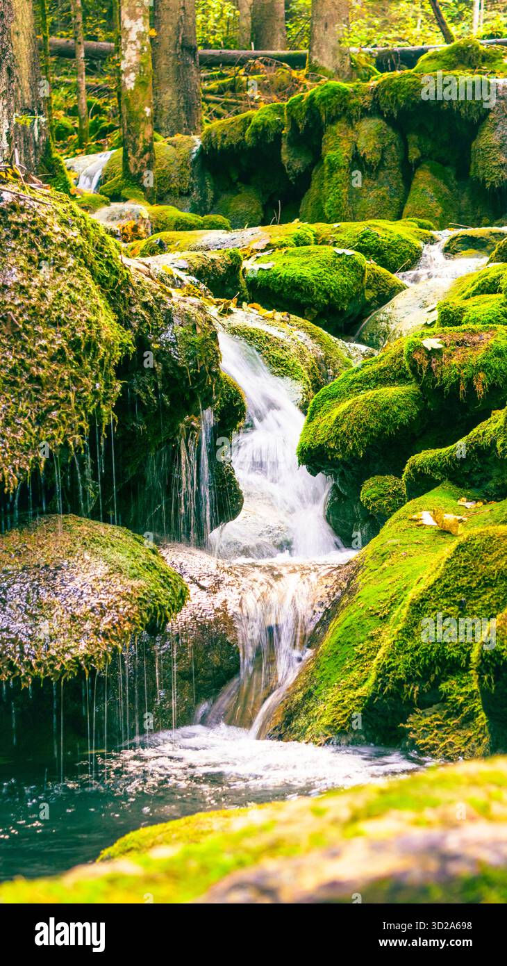 Vista ravvicinata della piccola cascata circondata da muschio e colori autunnali dorati nella foresta Foto Stock