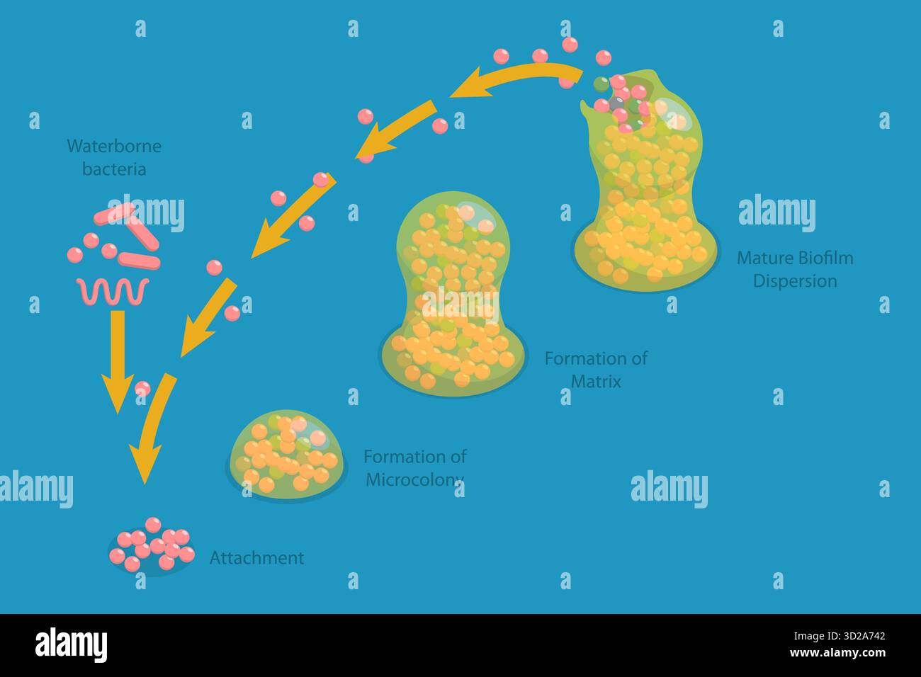 Illustrazione concettuale piatta isometrica 3D delle fasi di formazione del biofilm, ciclo di vita dello Staphylococcus aureus illustrazione concettuale piatta isometrica 3D delle fasi di formazione del biofilm, ciclo di vita dello Staphylococcus aureus Foto Stock