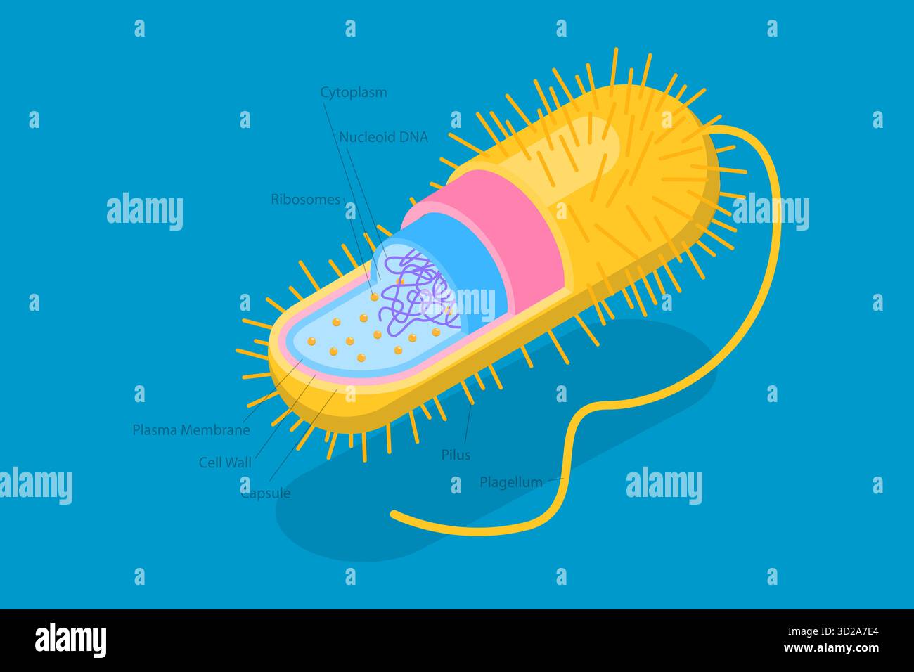 Illustrazione concettuale isometrica piatta 3D di archeologi, struttura dei batteri anatomici illustrazione concettuale isometrica piatta 3D di archeologi, struttura dei batteri anatomici Foto Stock