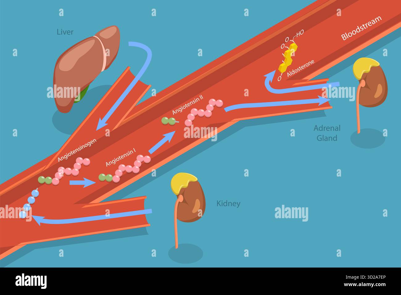 Illustrazione concettuale isometrica piatta 3D di aldosterone mineralocorticoide rilascio dell'ormone steroide, diagramma educativo illustrazione concettuale isometrica piatta 3D di aldosterone mineralocorticoide rilascio dell'ormone steroide, diagramma educativo Foto Stock