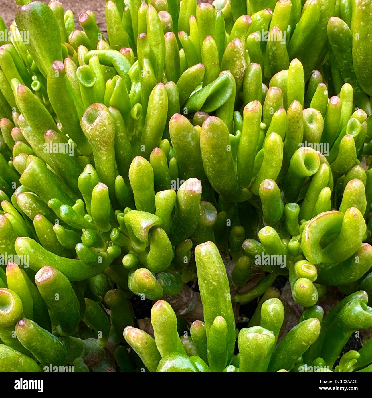 Giada Crassula ovata «Gollum» succulenta con foglie tubolari lucide e punte rosse in un grappolo denso. Foto Stock