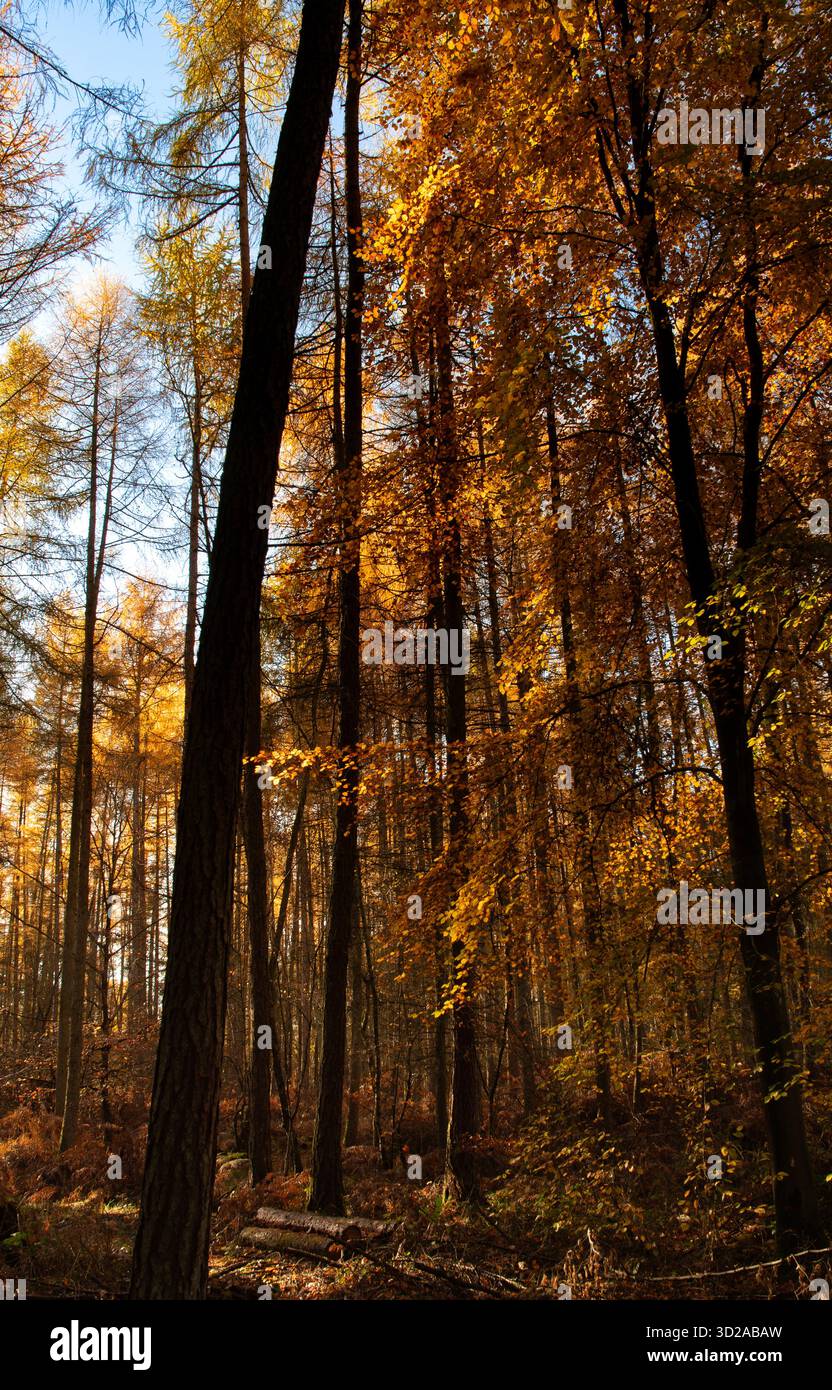 Luce dorata dell'autunno che filtra attraverso gli alti alberi della foresta Foto Stock