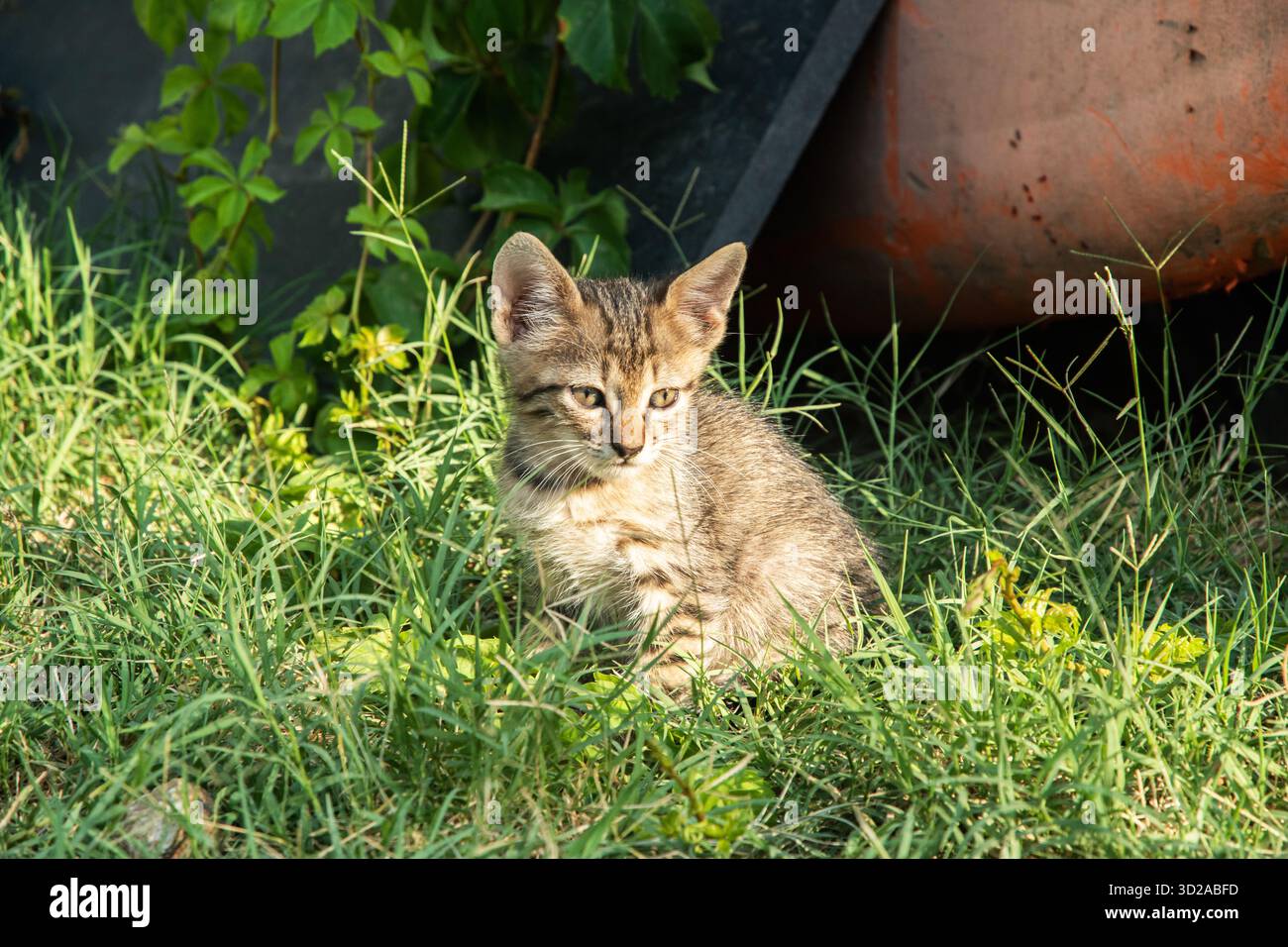 Dolce gattino di zenzero randagio che gioca felicemente sull'erba verde. Aiuta gli animali senzatetto a trovare una casa amorevole per sempre. Foto Stock