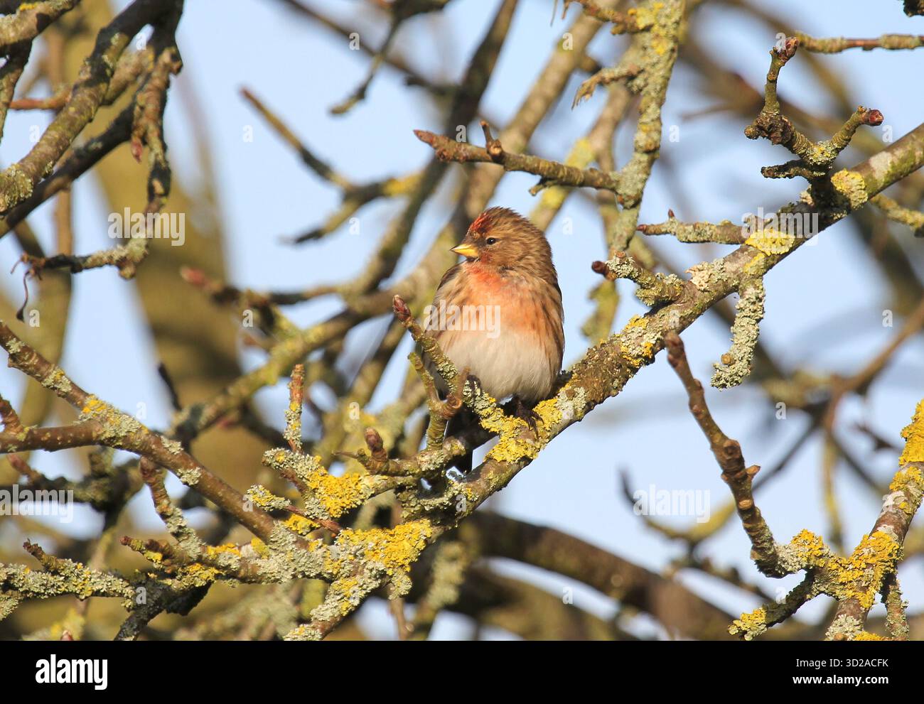 Redpoll minore, cabaret Acanthis, arroccato su un albero in inverno. Norfolk, Inghilterra. Foto Stock