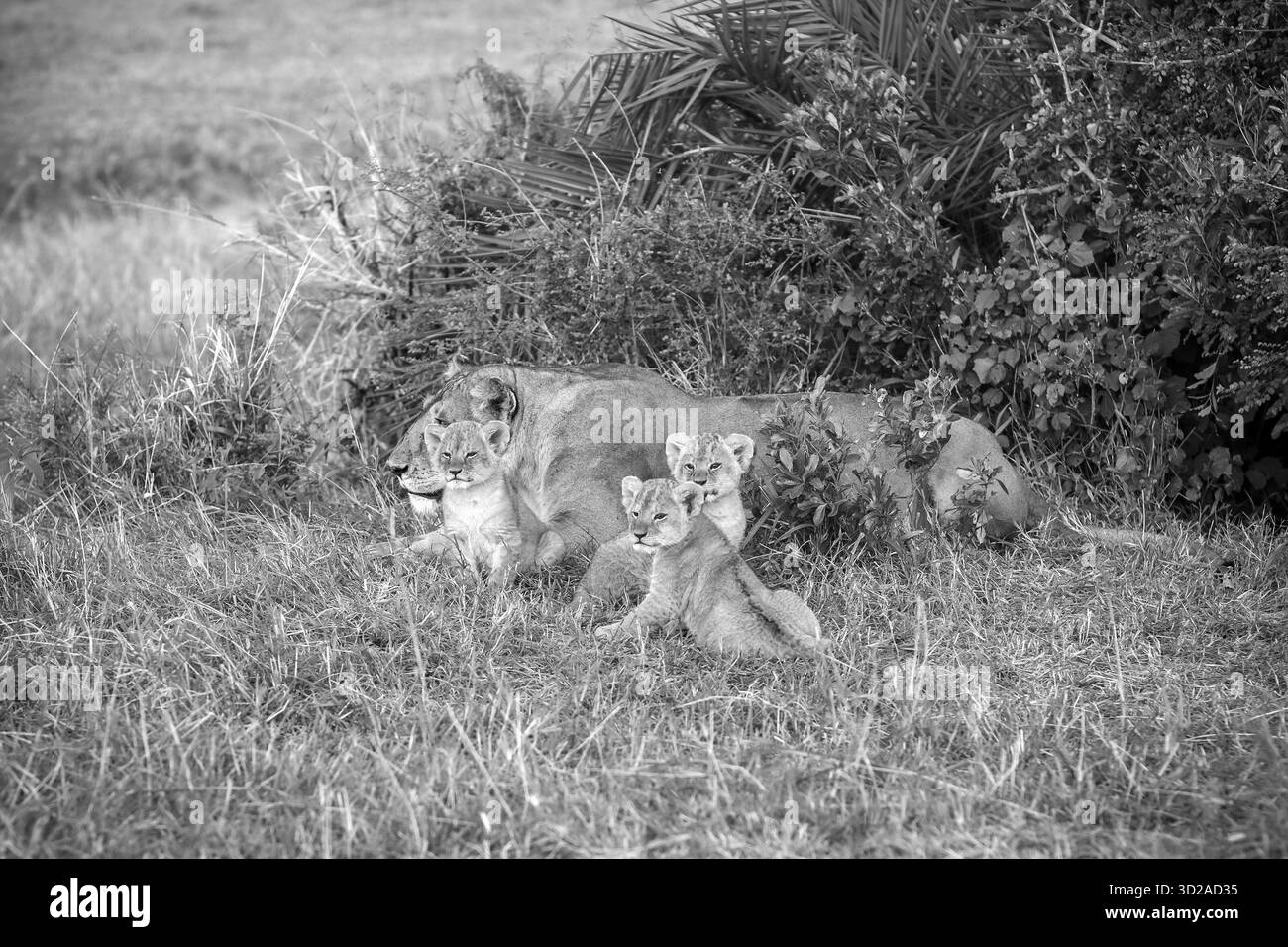 Lioness riposa all'ombra mentre i suoi tre cuccioli giocosi si divertono nelle vicinanze, circondati dalla vasta bellezza della savana africana Foto Stock