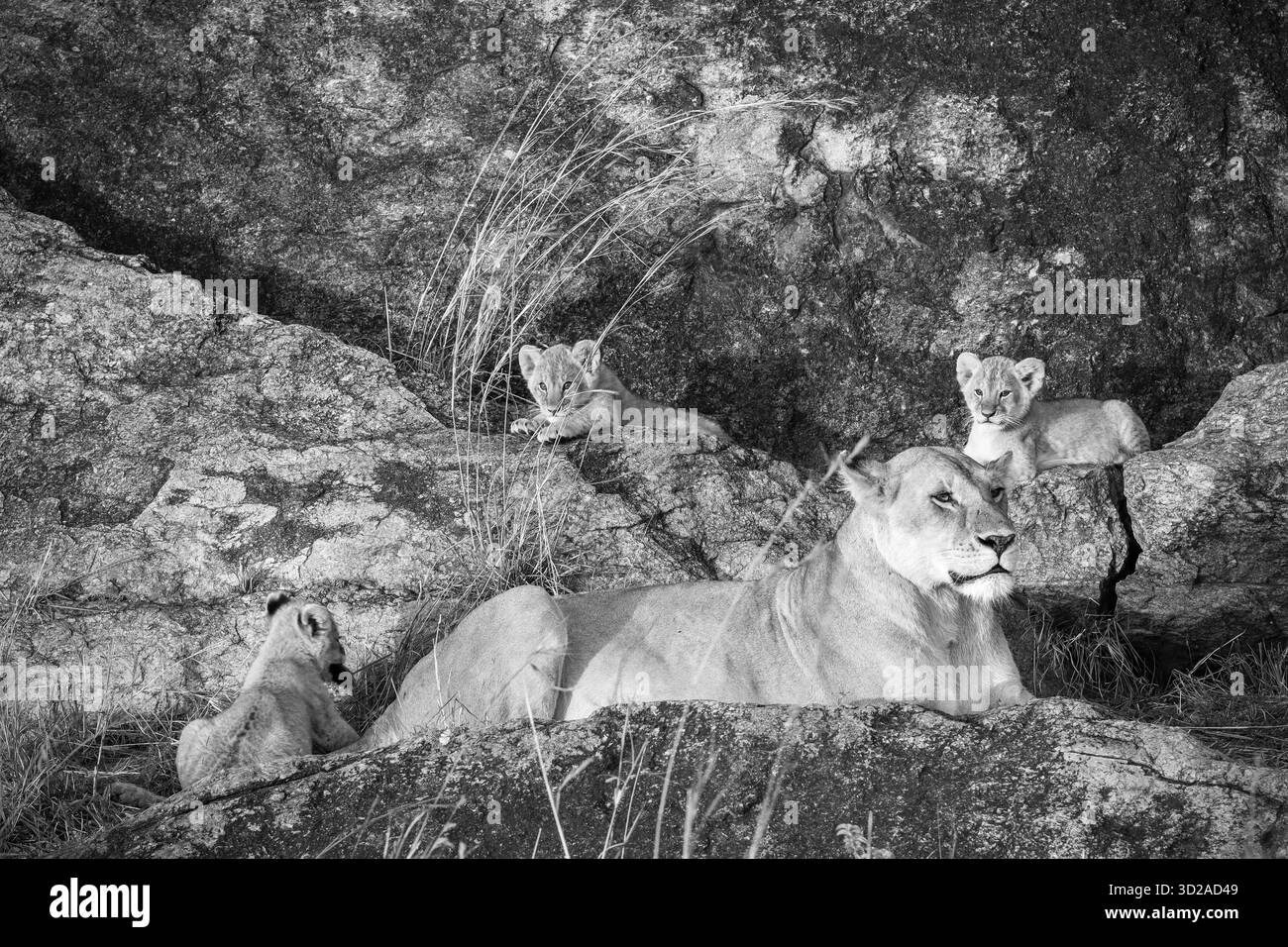Lioness riposa su rocce riscaldate dal sole, circondata dai suoi tre cuccioli giocosi, catturando l'essenza della vita nella savana africana Foto Stock