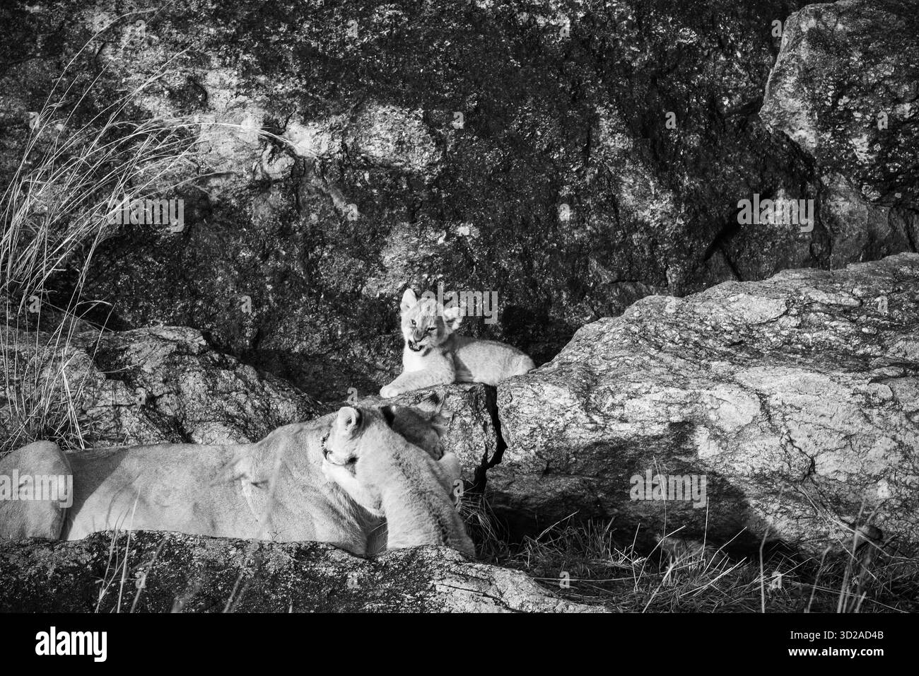 Cuccioli di leone che riposano comodamente accanto alla loro leonessa madre su rocce riscaldate dal sole, godendosi l'atmosfera serena della savana africana Foto Stock