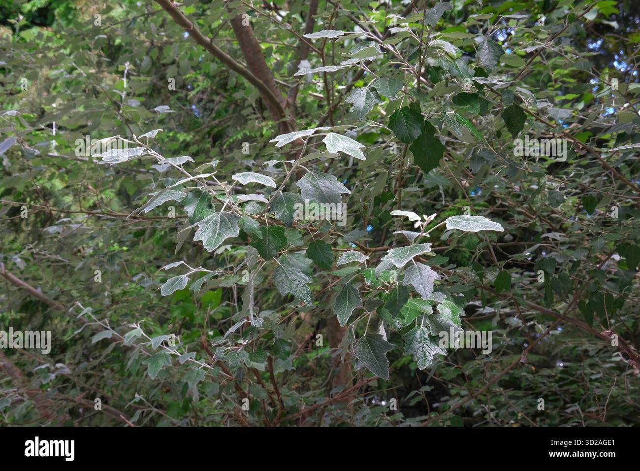Il Pioppo bianco (Populus alba) - grande albero deciduo con verde scuro, foglie a forma di acero e bianco sotto - appartiene alla famiglia Willow. Foto Stock