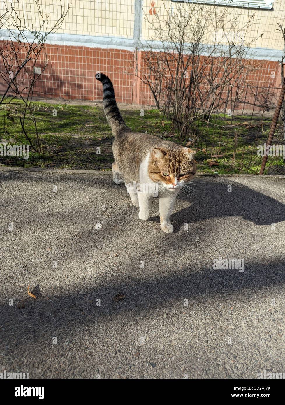 Animali randagi per le strade di Kiev. Il problema degli animali randagi - Immagine stock catturata con smartphone