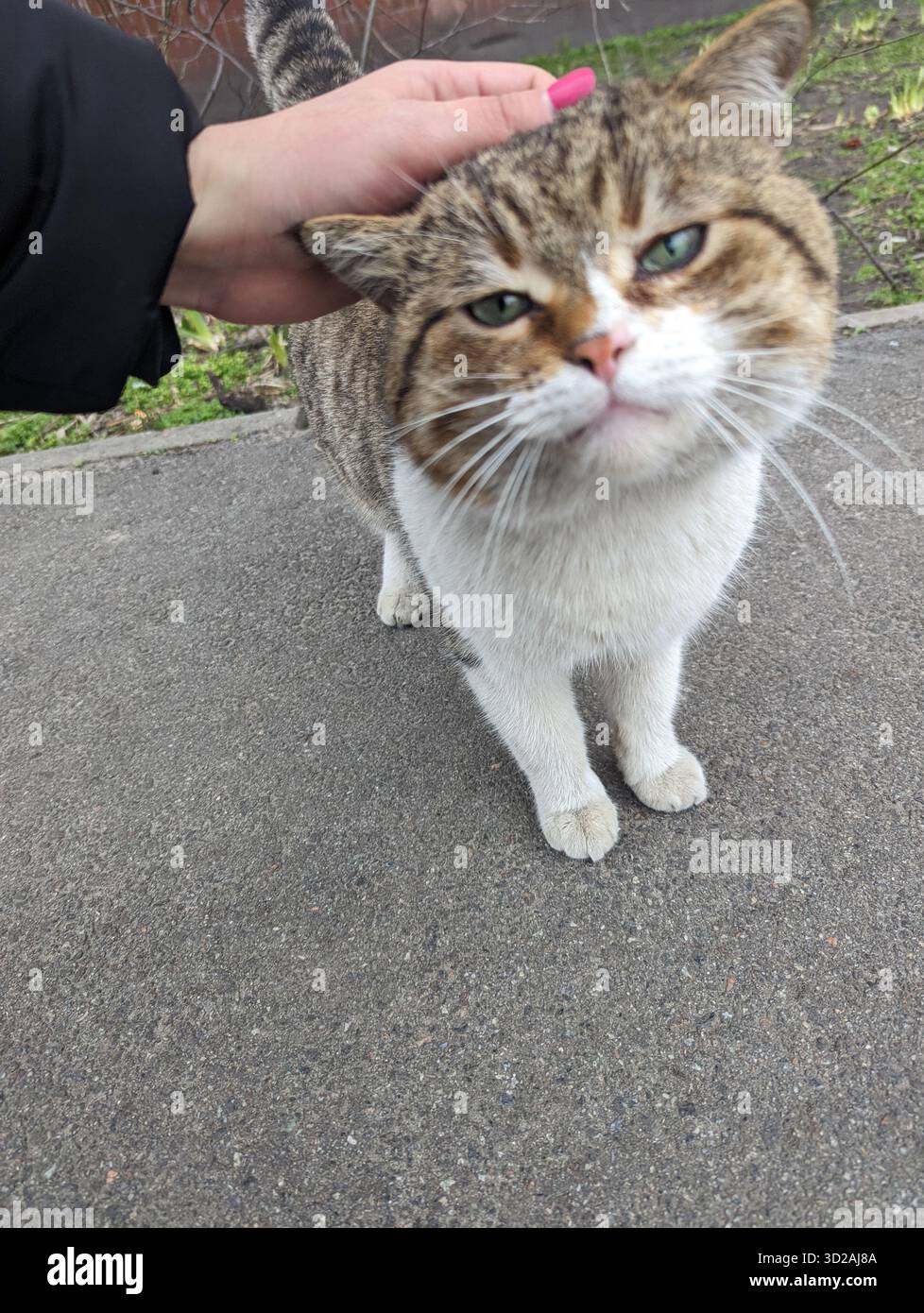 Animali randagi per le strade di Kiev. Il problema degli animali randagi - Immagine stock catturata con smartphone