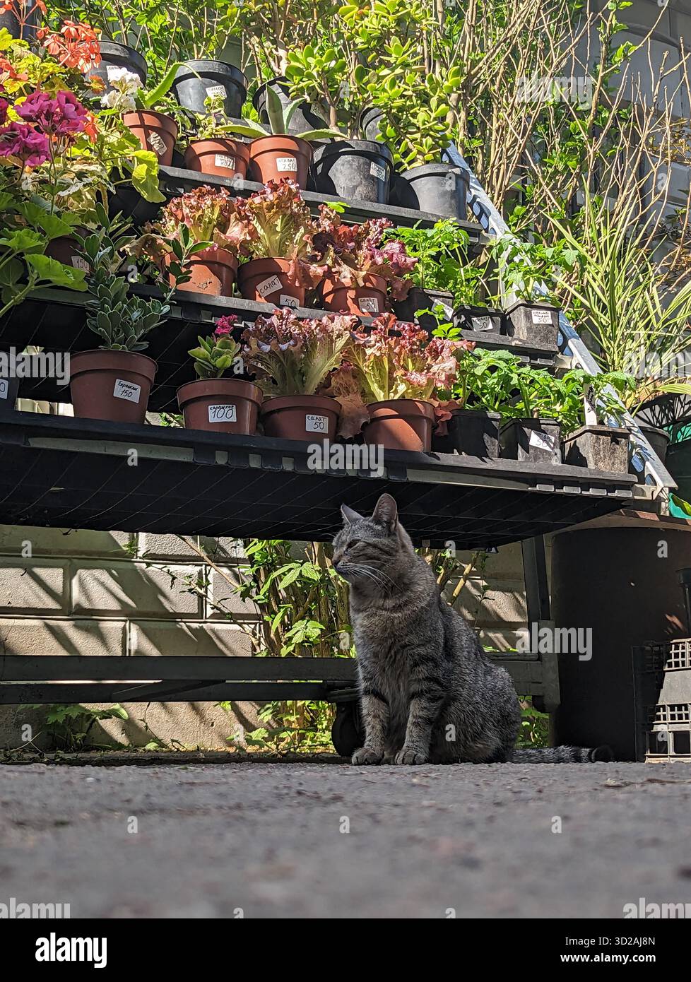 Animali randagi per le strade di Kiev. Il problema degli animali randagi - Immagine stock catturata con smartphone