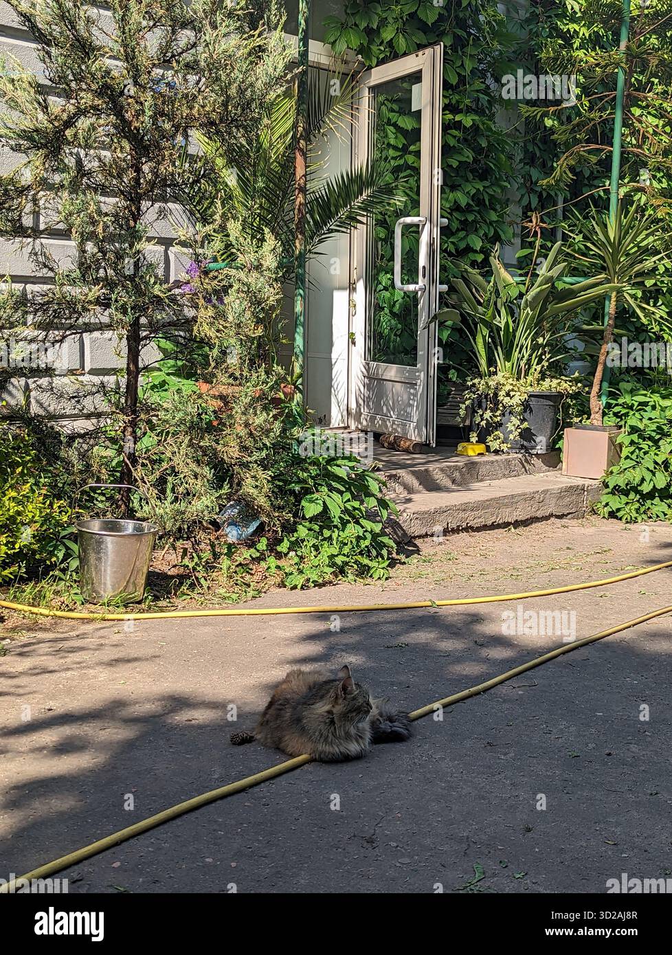 Animali randagi per le strade di Kiev. Il problema degli animali randagi - Immagine stock catturata con smartphone