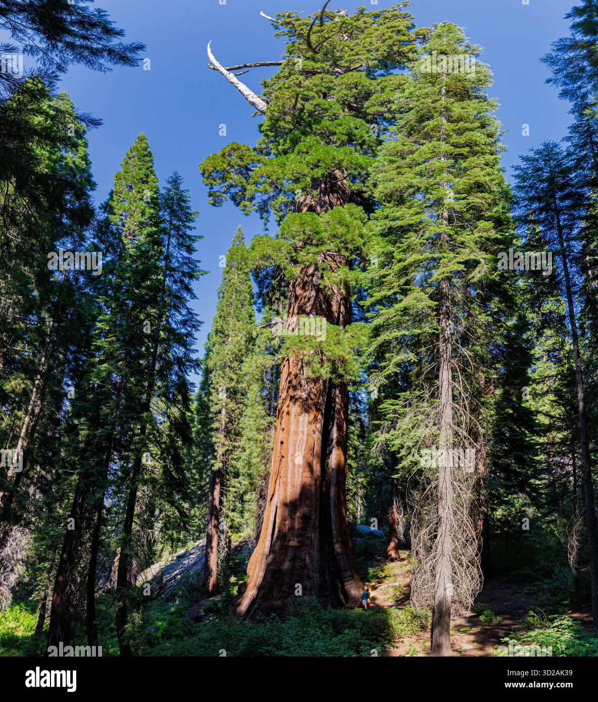 Escursionista maschile con lo storico Boole Tree, Sequoia National Forest, California, Stati Uniti Foto Stock