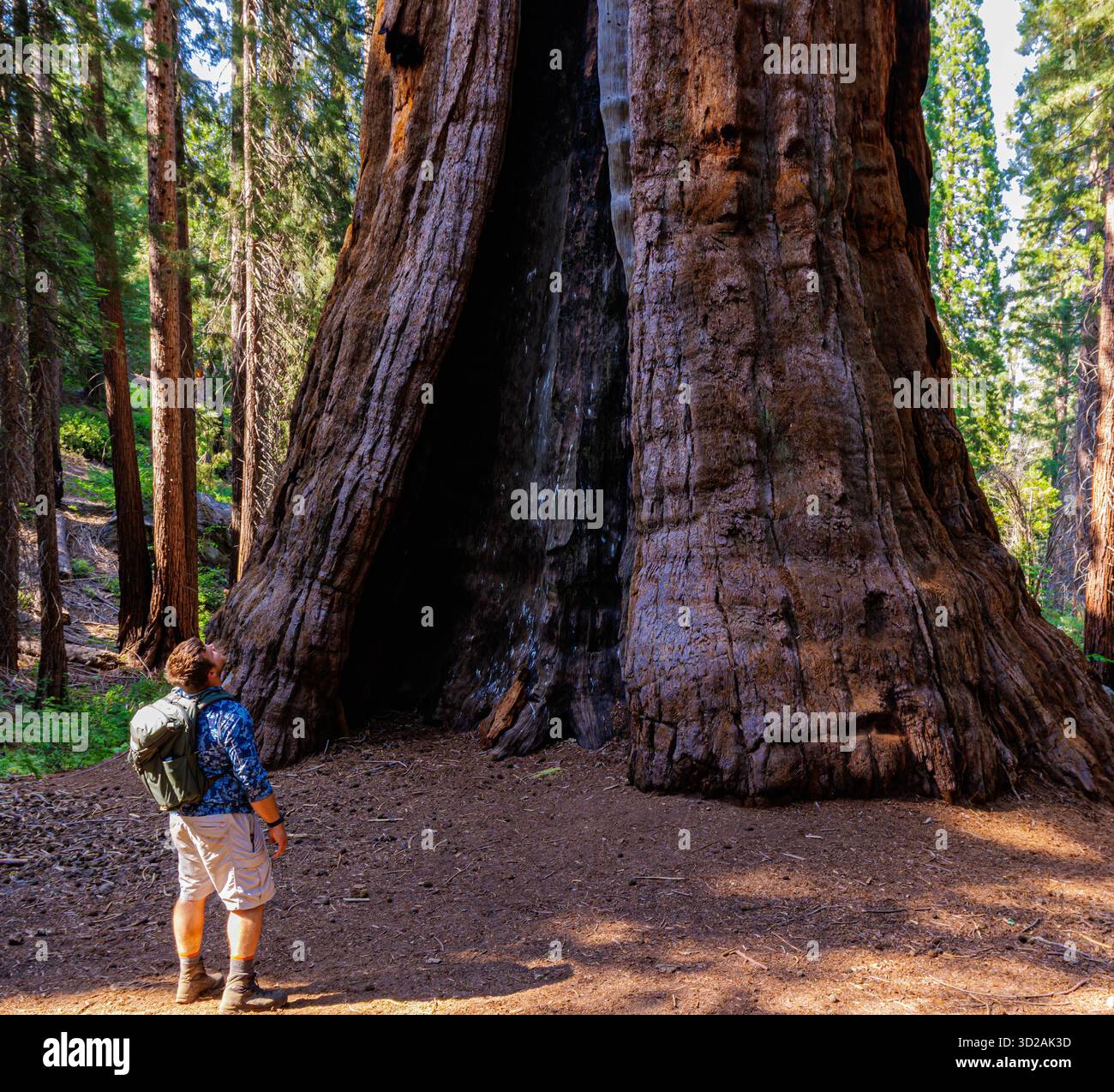 Escursionista maschile con lo storico Boole Tree, Sequoia National Forest, California, Stati Uniti Foto Stock