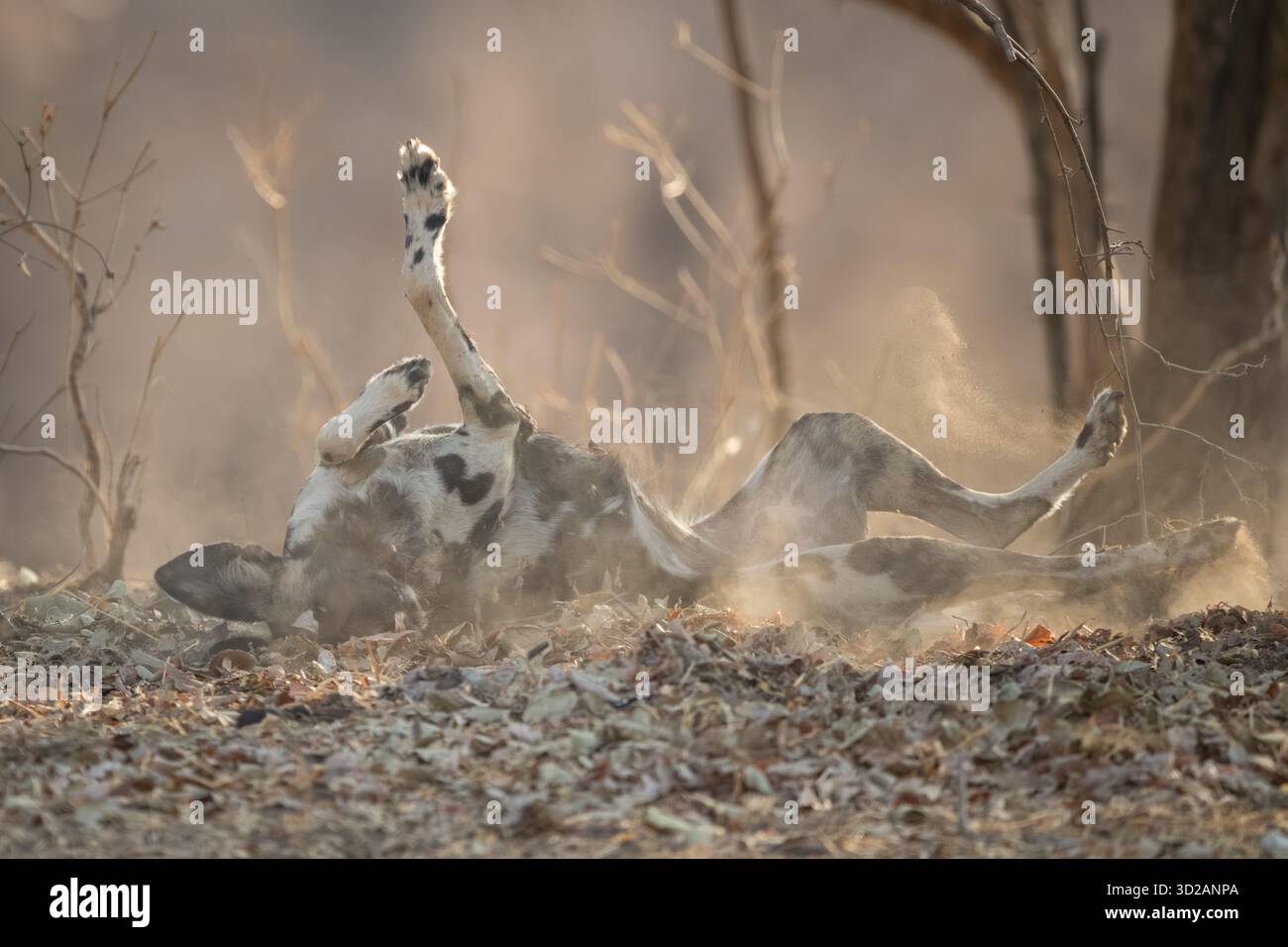 Il Wild dog africano giace a terra Foto Stock
