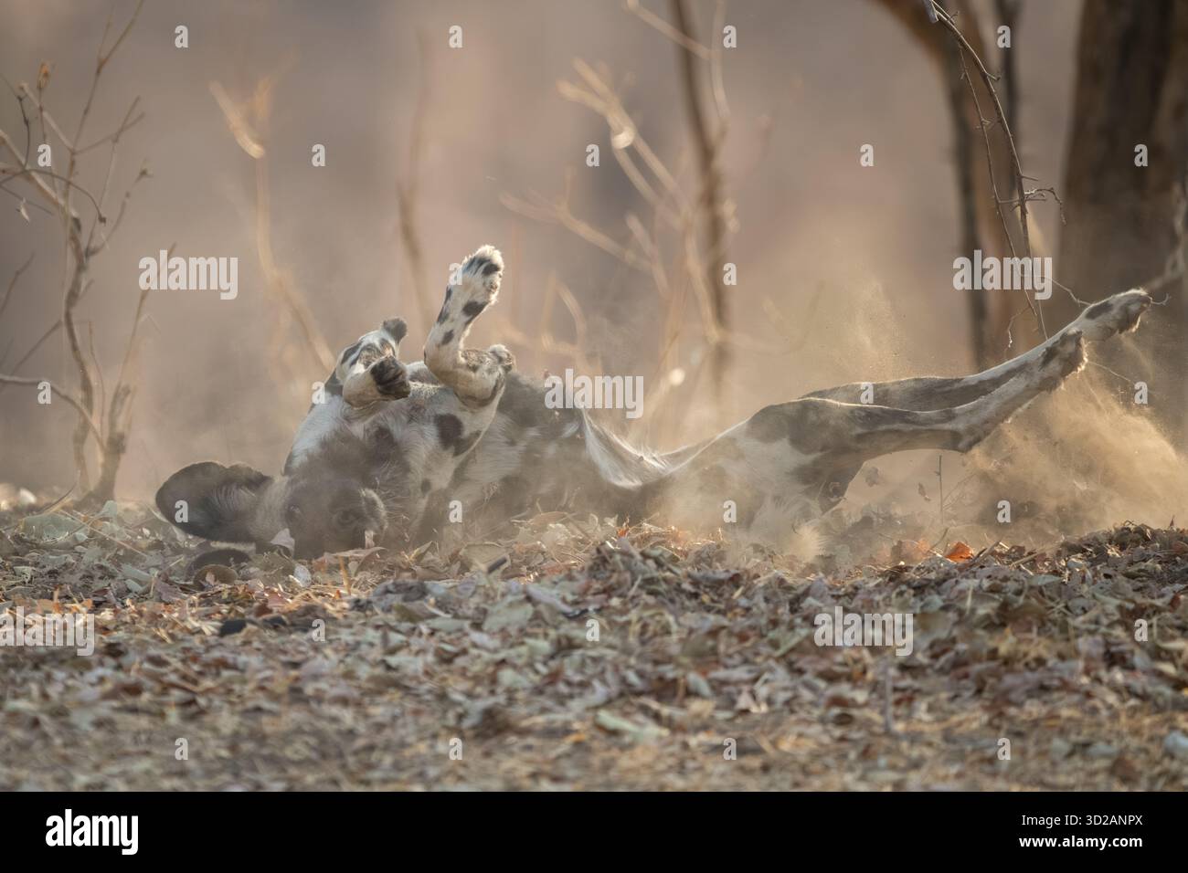 Il Wild dog africano giace sul retro Foto Stock