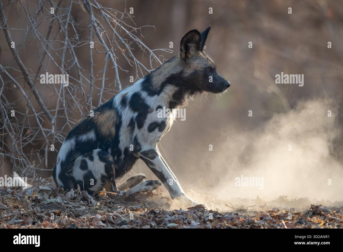 Il cane selvatico africano si siede su foglie secche Foto Stock