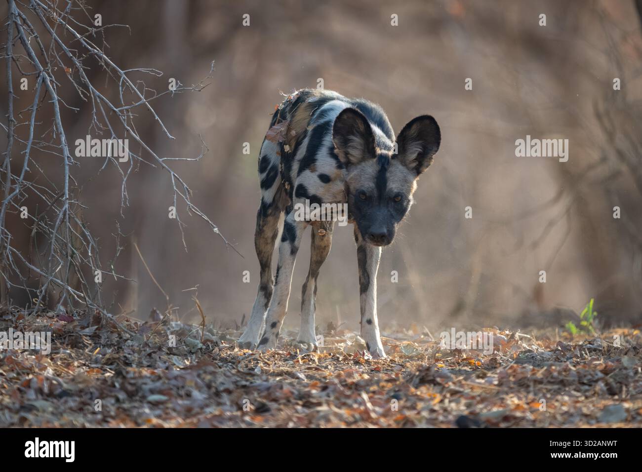 Il cane selvatico africano sta su foglie secche Foto Stock