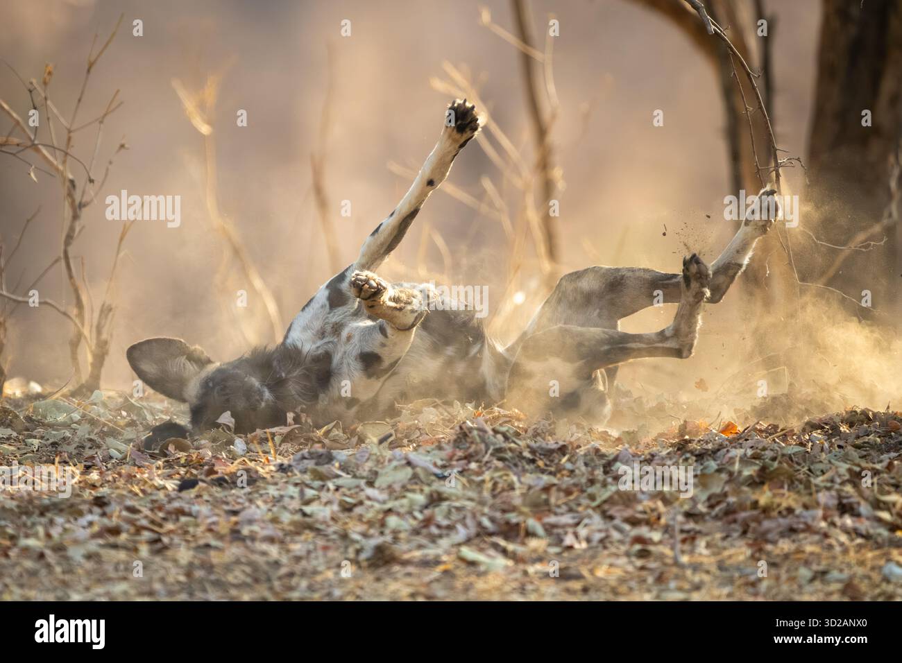 Cane selvatico africano che giace sul retro Foto Stock