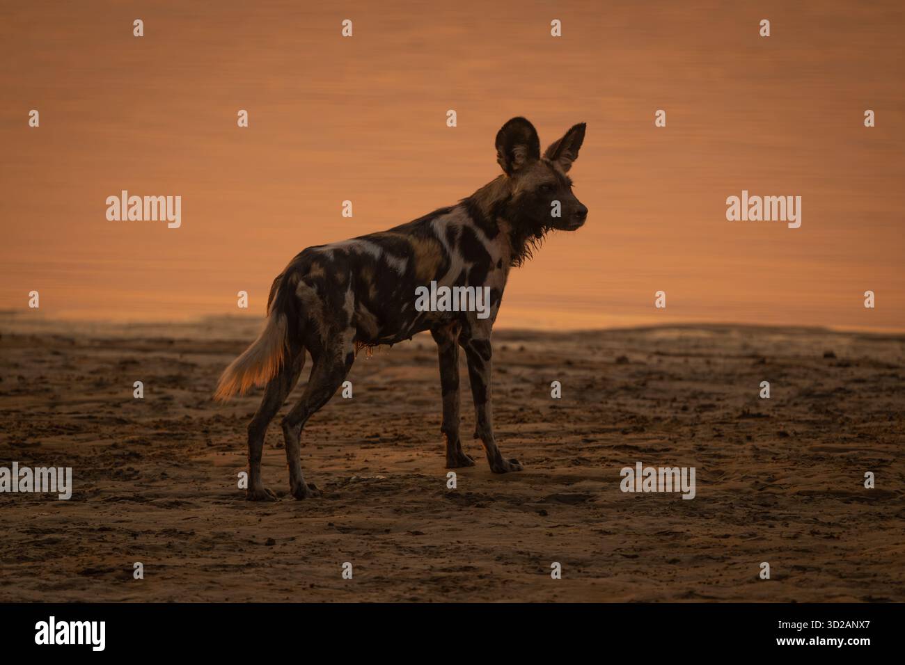 Il cane selvatico africano sorge sulla spiaggia sabbiosa Foto Stock
