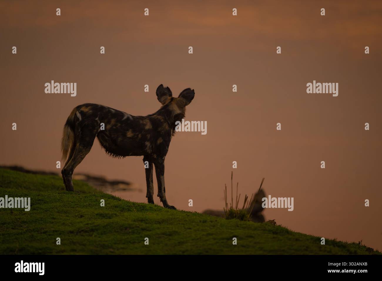 Il cane selvatico africano si staglia sulla riva del fiume Foto Stock