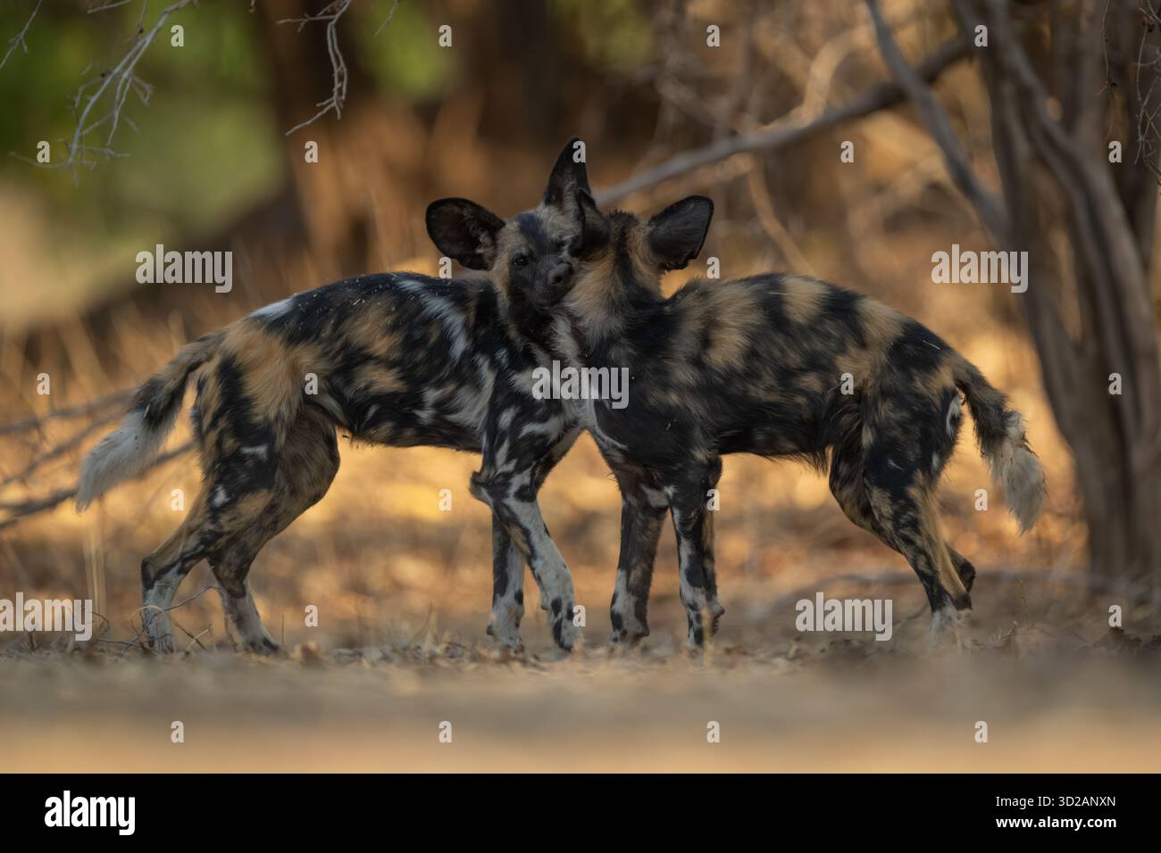 Cani selvatici africani che mordono un altro sul collo Foto Stock