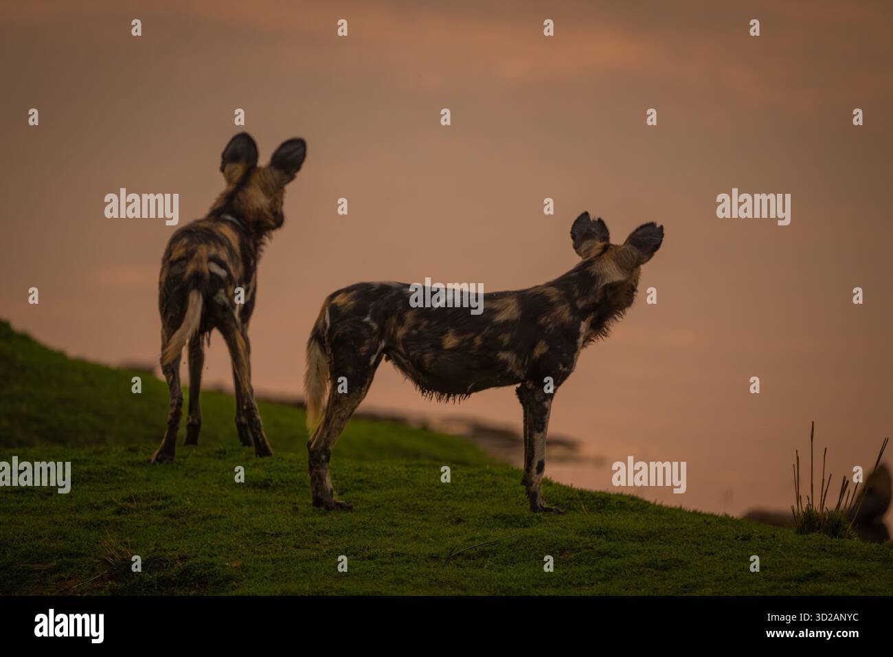 I cani selvatici africani si stagliano sulla riva del fiume Foto Stock